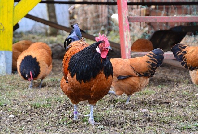 Chickens Hens Rooster Birds  - Innviertlerin / Pixabay