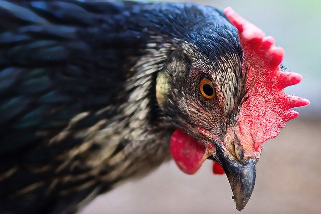 Chicken Hen Poultry Bird Animal  - furbymama / Pixabay