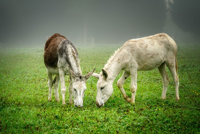 Donkeys Pair Grazing Grass  - fietzfotos / Pixabay